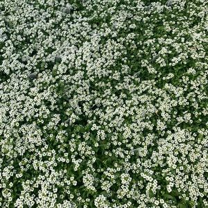 Meet your Posher, Jayme